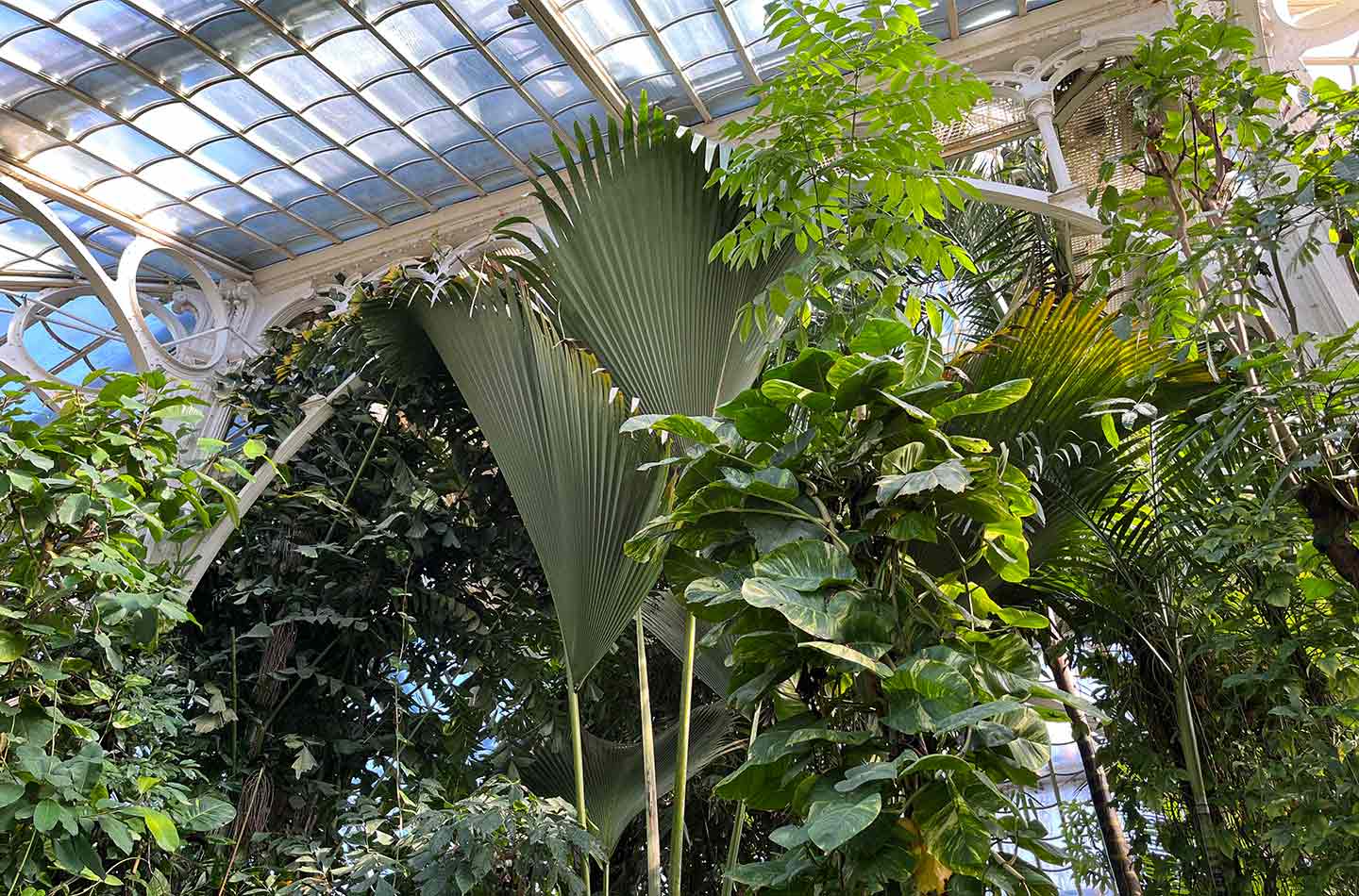 Palmenhaus im Schlossgarten Schönbrunn