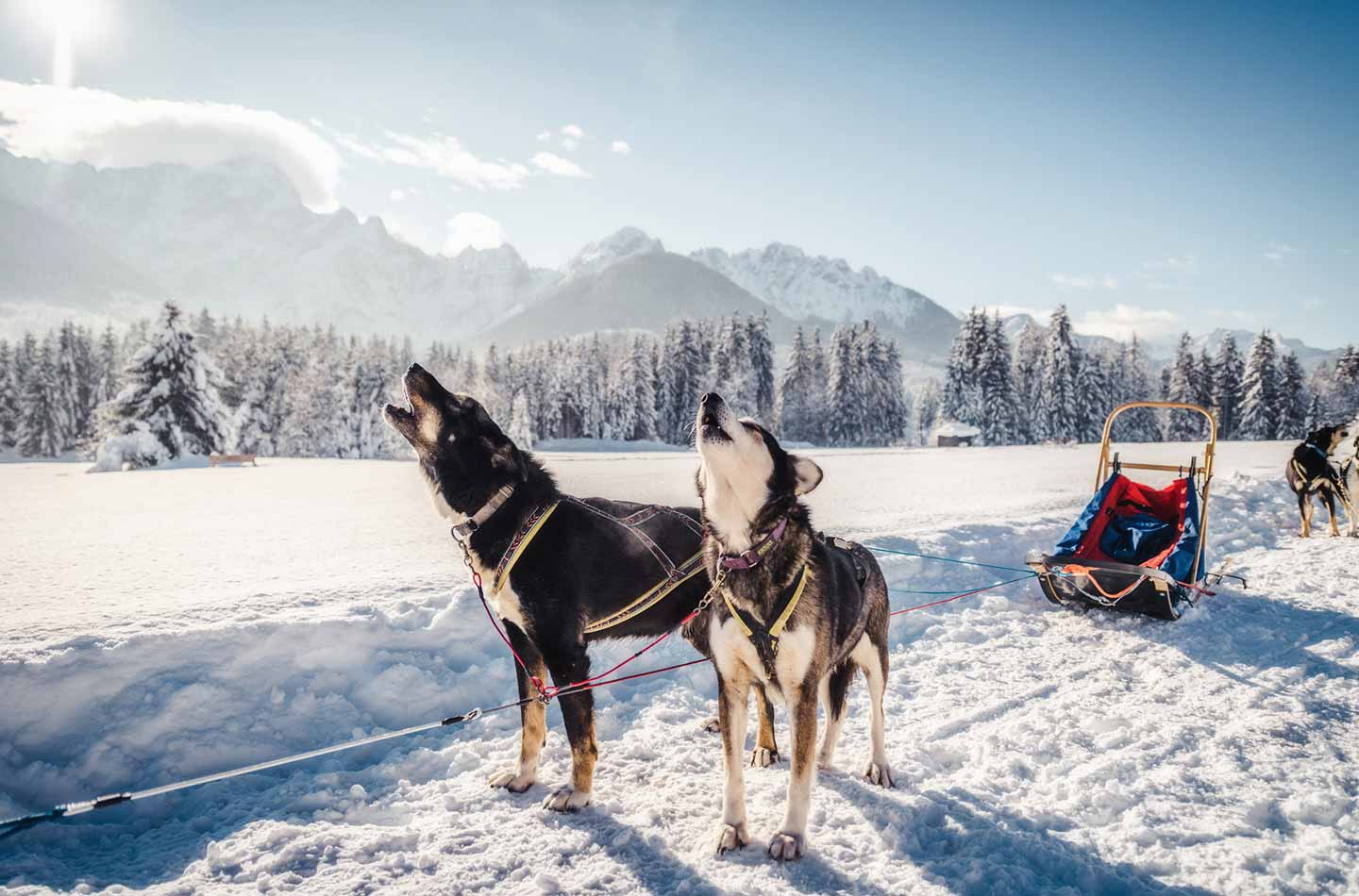 Huskys vor einem Hundeschlitten in einer verschneiten Landschaft.