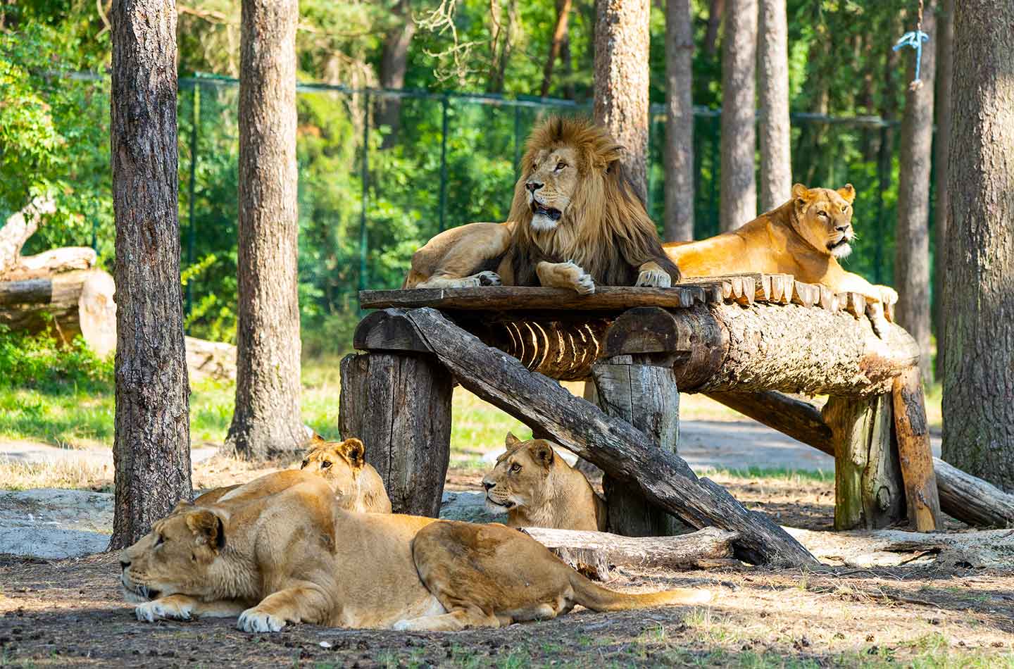 Löwen im Serengeti-Park